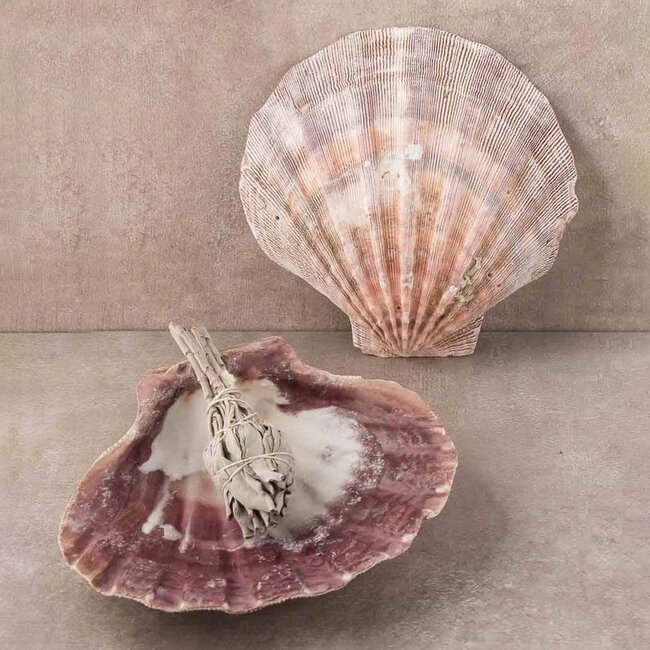 Orange Lions Paw Smudge Sage Shell - Large 5-6"