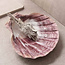 Orange Lions Paw Smudge Sage Shell - Large 5-6"