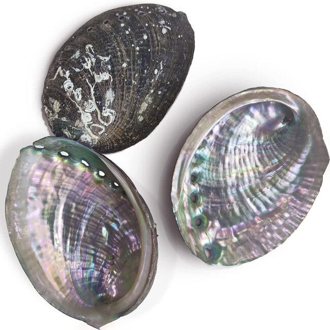 Green Abalone Smudge Sage Shell - 4-5"