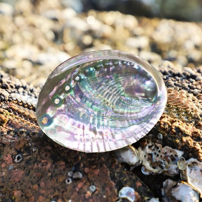 Green Abalone Smudge Sage Shell - 4-5"