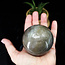 Sunstone with Moonstone Inclusion Sphere Orb-65mm