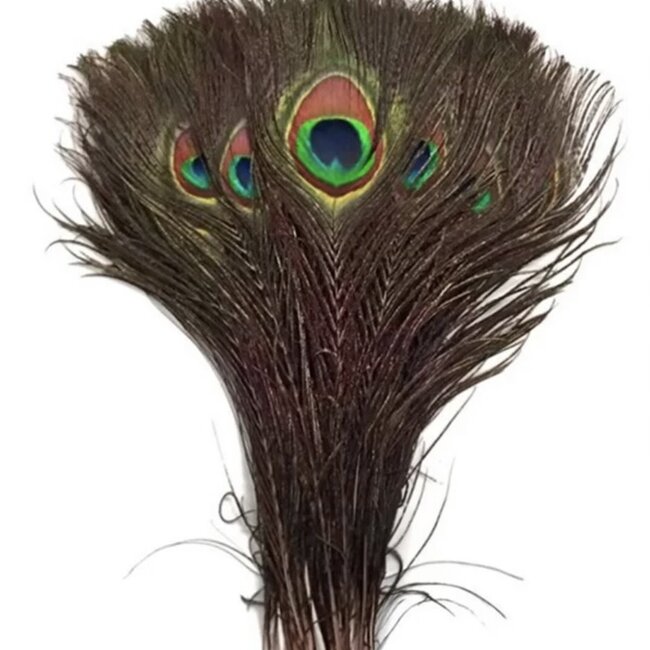 Peacock Feathers - Sage Smudge Decor Boho