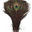 Peacock Feathers - Sage Smudge Decor Boho