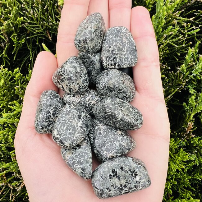 Chrysanthemum (Flower) Stone - Tumbled Smooth