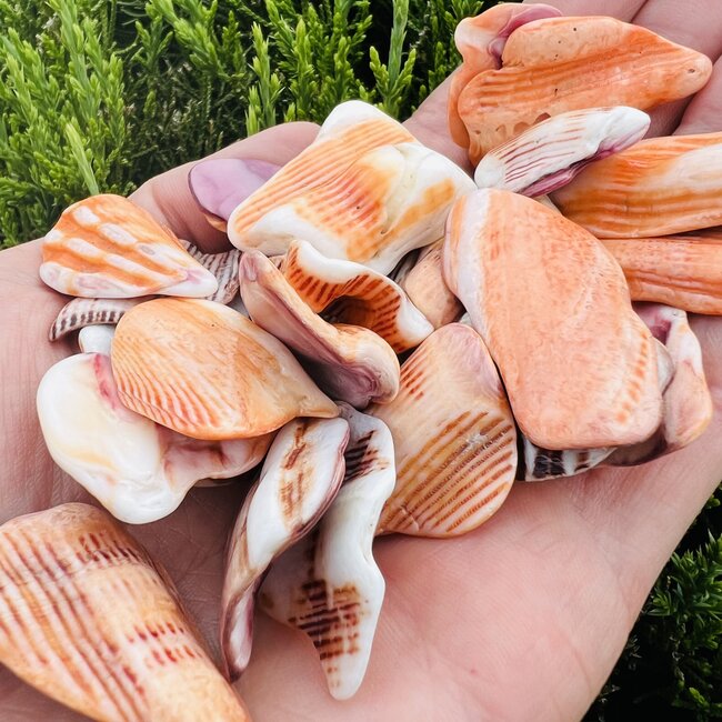 Spiny Oyster - Tumbled