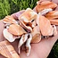 Spiny Oyster - Tumbled