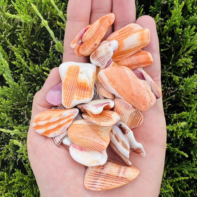 Spiny Oyster - Tumbled