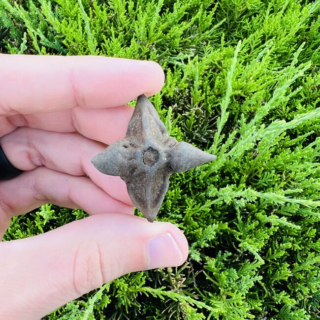 Bat Nut (Rapa Natans)