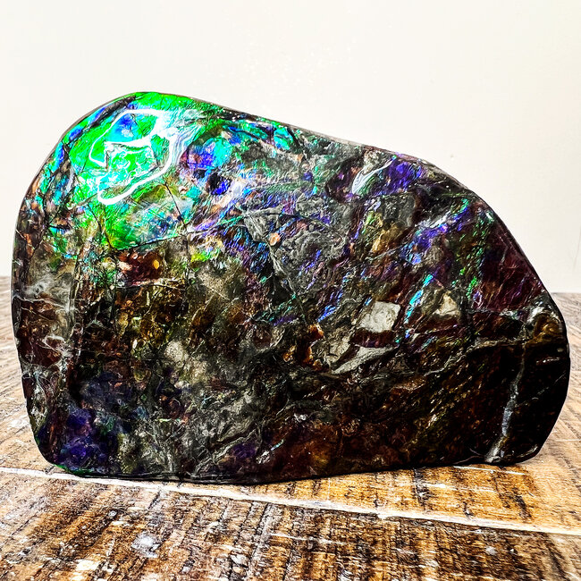 Korite Ammonite (Ammolite) - Specimen XL Polished - Natural Canada