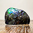 Korite Ammonite (Ammolite) - Specimen XL Polished - Natural Canada