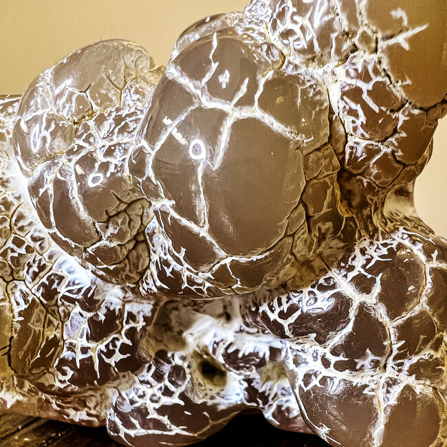 Snake Skin Agate Free Form Specimen