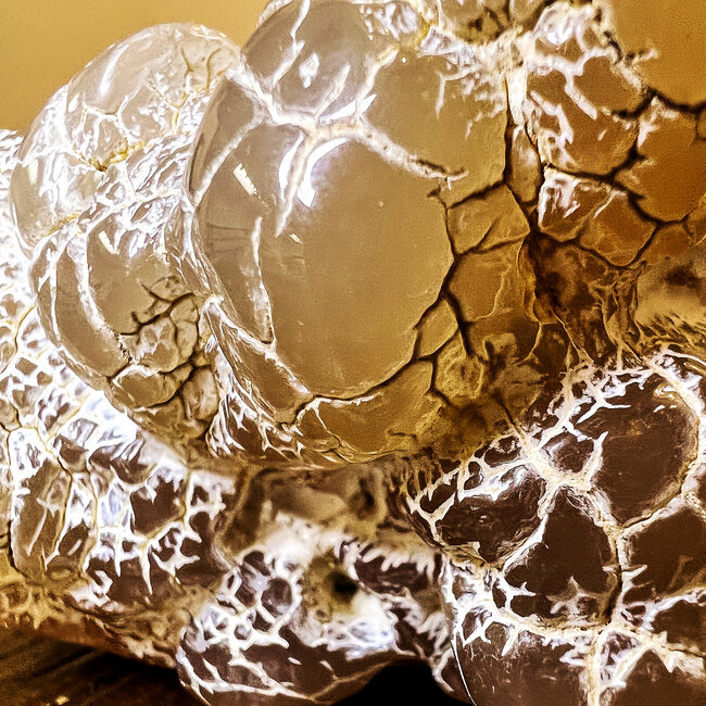 Snake Skin Agate Free Form Specimen