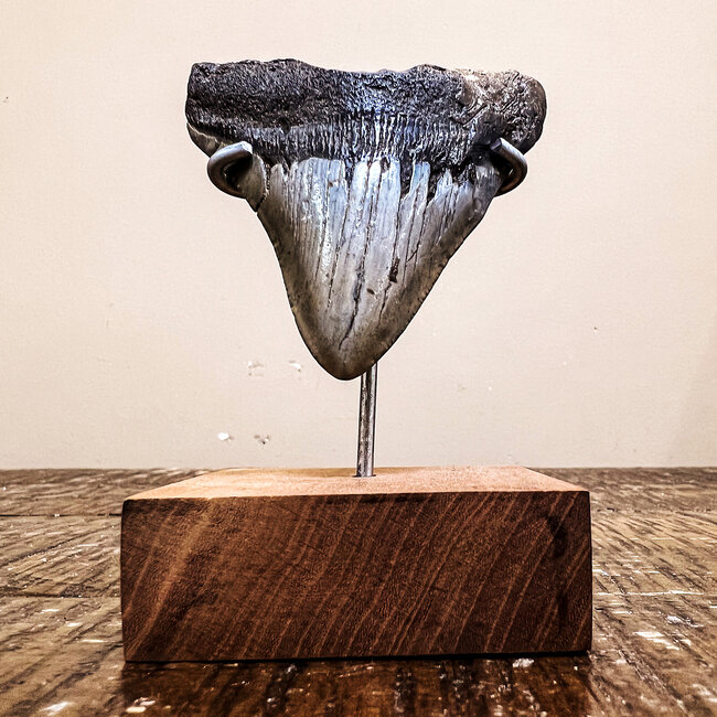 Megalodon Tooth on Pin Stand - Medium Rough Raw Natural