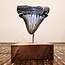 Megalodon Tooth on Pin/Stand - Medium Rough Raw Natural