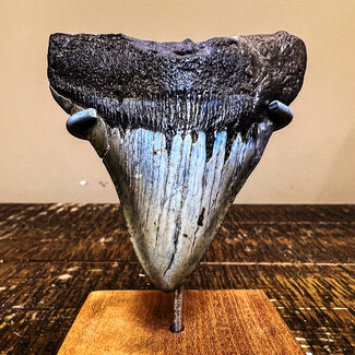 Megalodon Tooth on Pin/Stand - Medium Rough Raw Natural
