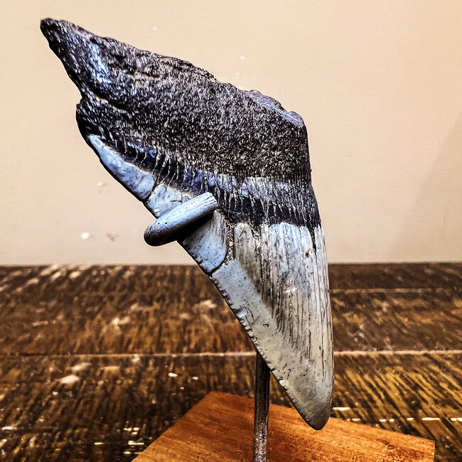 Megalodon Tooth on Pin Stand - Medium Rough Raw Natural