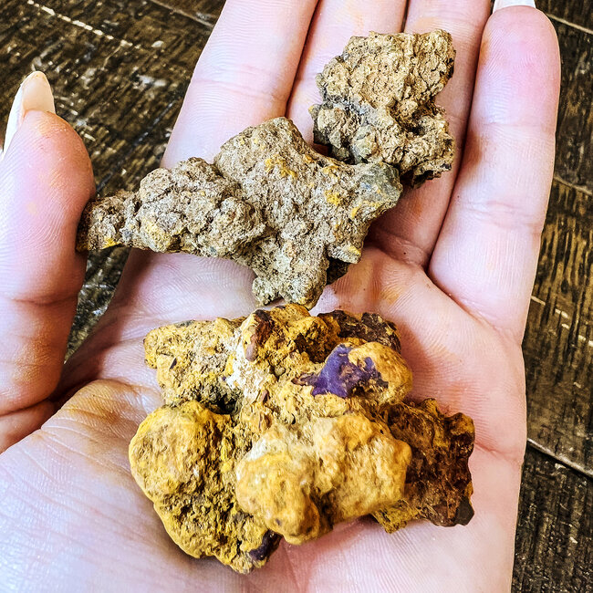 Coprolite (Dinosaur Poop) - Rough Raw Natural