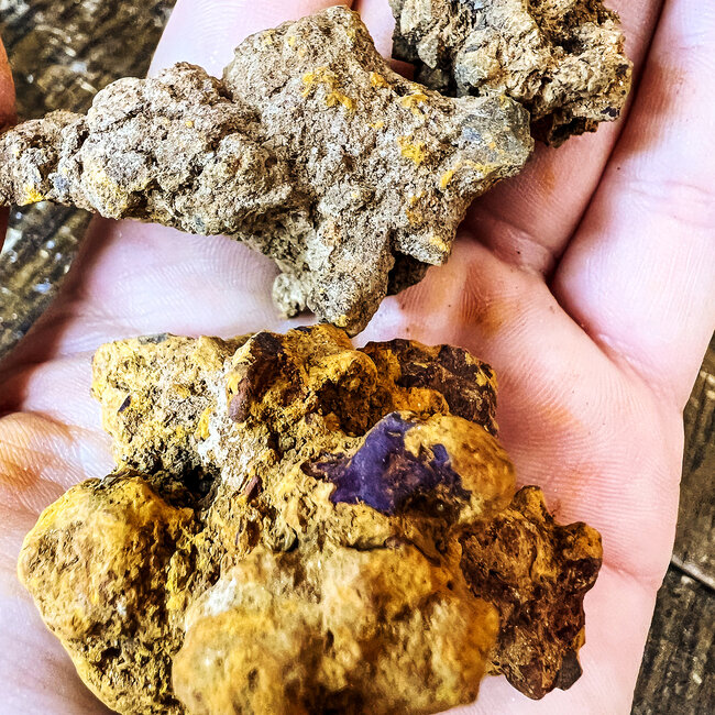 Coprolite (Dinosaur Poop) - Rough Raw Natural