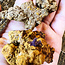 Coprolite (Dinosaur Poop) - Rough Raw Natural