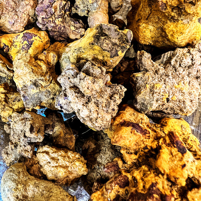 Coprolite (Dinosaur Poop) - Rough Raw Natural