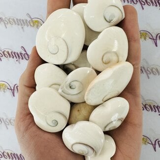 Shiva Eye Shell Hearts - Pacific Cats Eye Mermaids Money