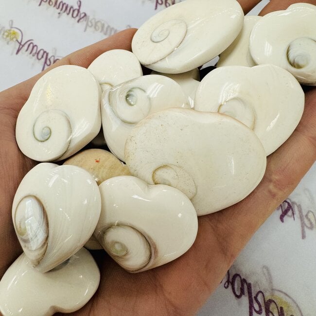 Shiva Eye Shell Hearts - Pacific Cats Eye Mermaids Money