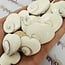 Shiva Eye Shell Hearts - Pacific Cats Eye Mermaids Money