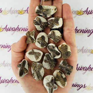 Staurolite (Fairy Cross Stone) - Natural Rough Raw