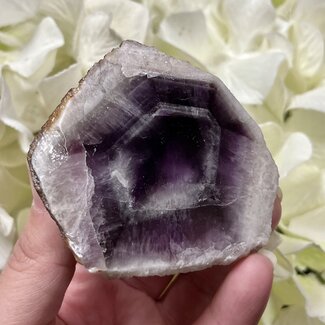 Trapiche Amethyst Point Specimen Medium - Amazon Rainforest - One Polished Face - Rough Raw Natural