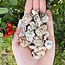 Datolite - Rough Raw Natural