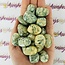 Mariposite - Tumbled
