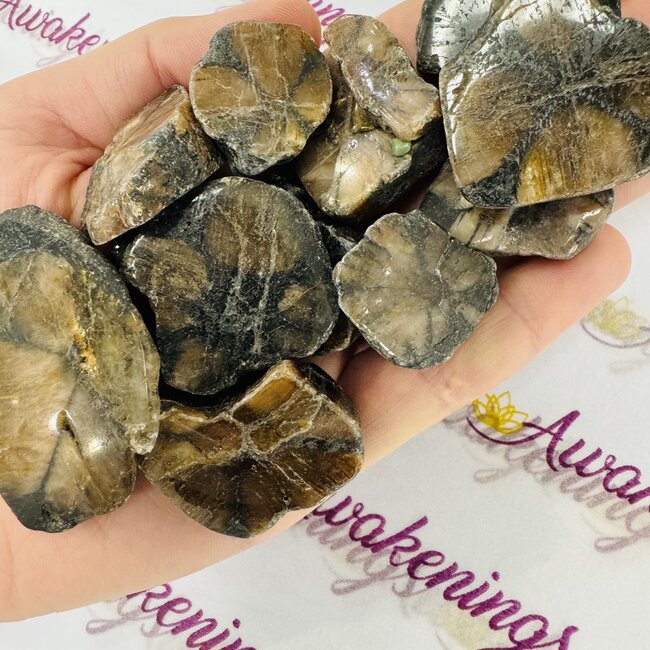 Chiastolite Slice - Medium Slab Flat