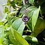 Amethyst Faceted Unalome Pendant - Crescent Moon Sterling Silver