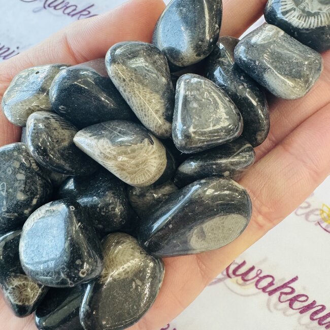 Vatican Stone - Tumbled