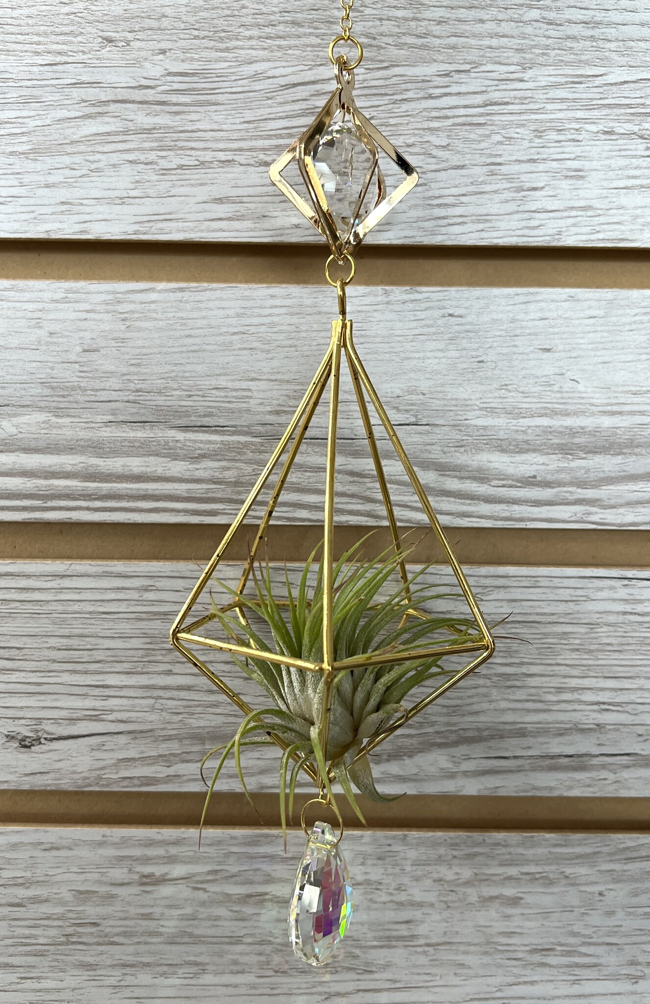marble queen pothos. Marble Queen Pothos
