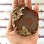 Enhydro Agate - Orange Rough Raw Natural