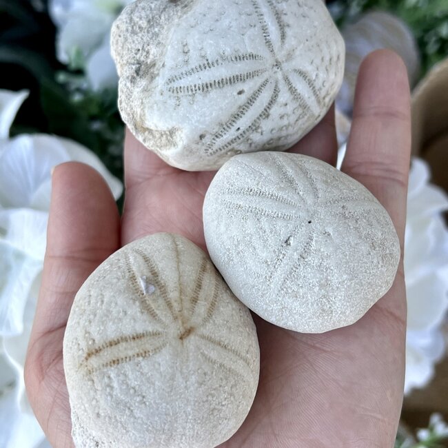 Sea Biscuit-Fossil Echinoid-Large