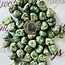Templestone (Qinghai Jade) - Tumbled