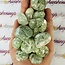 Green Actinolite - Tumbled
