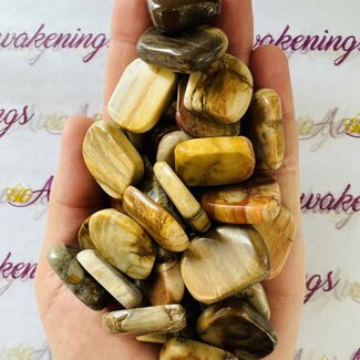 Petrified Wood Flat Stone- Mini