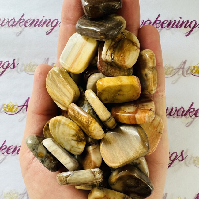 Petrified Wood Flat Stone- Mini