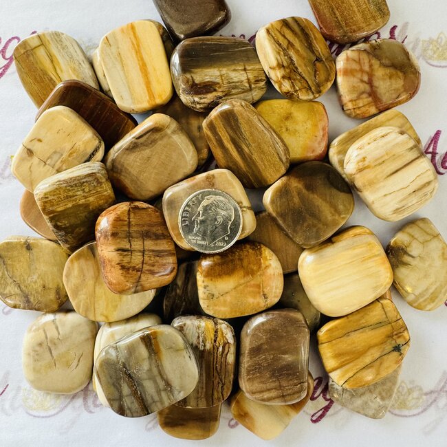 Petrified Wood Flat Stone- Mini