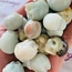 Caribbean Blue Calcite Skulls - Mini