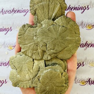 Pyrite Sun Disk Disc - Rough Raw Natural