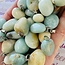 Amazonite Pendants - Tumbled