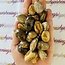 Petrified Wood Pendants - Tumbled