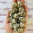Dalmatian Jasper Skulls - Mini