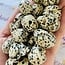 Dalmatian Jasper Skulls - Mini
