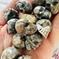Que Sera (Quesera Blue Opal Llianite Galaxy Rhyolite Liberite Glaucophane) Skulls - Mini Carvings