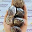 Purple Anhydrite Palm Pillow Stone Gallet